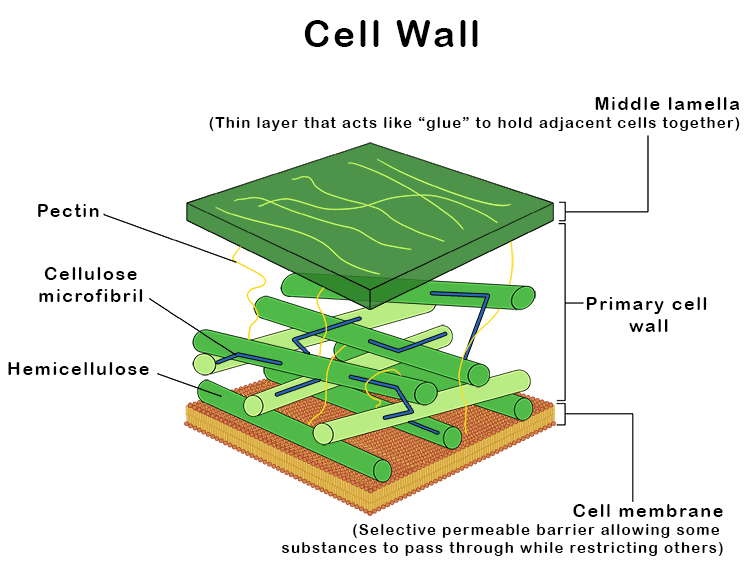 a rigid, protective layer that provides support and protection to cells in plants